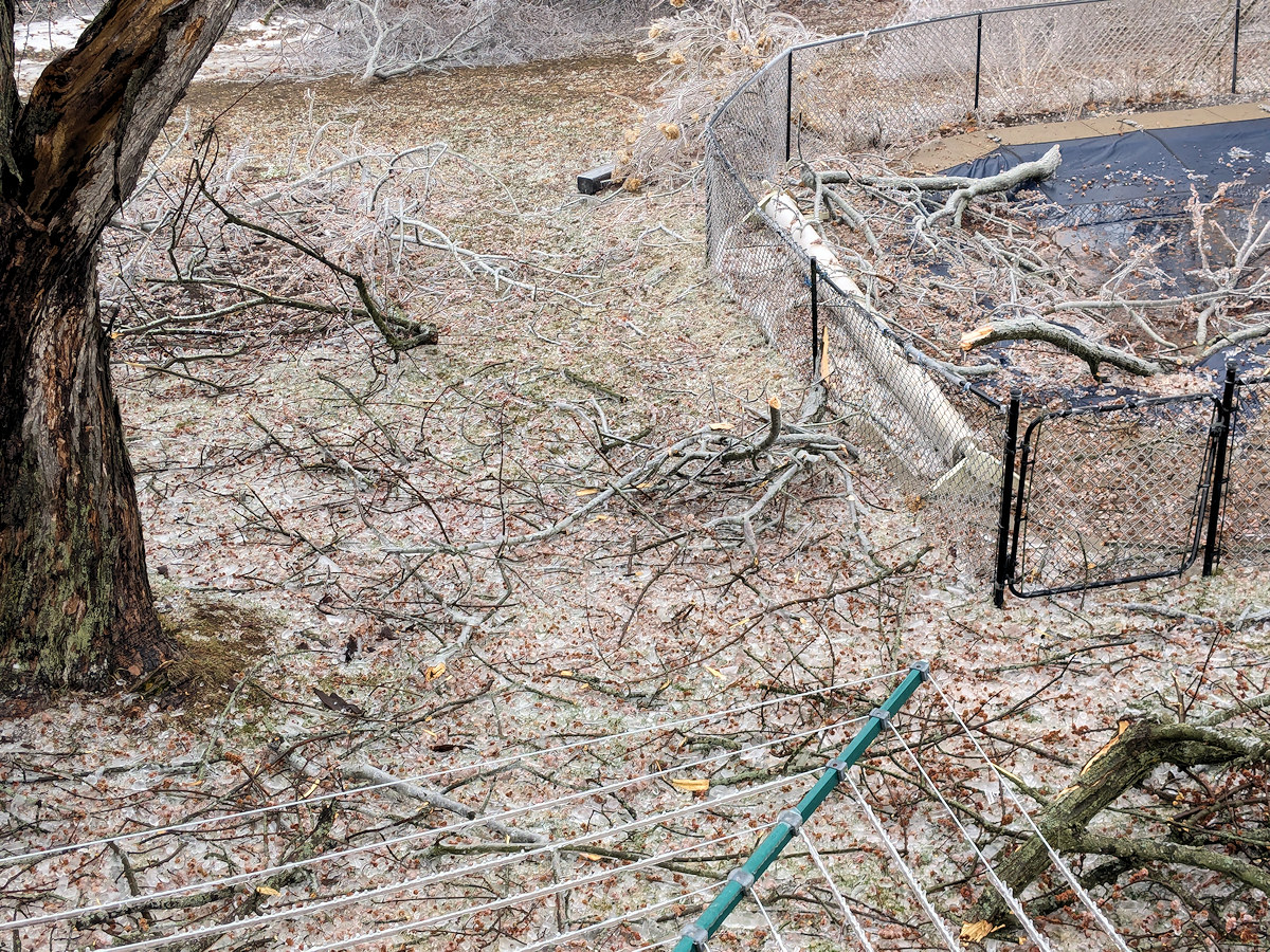 Sticks in our backyard due to ice storm